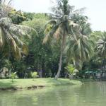 monitor lizards in bangkok.  Lumpini Park in Bangkok.  A green oasis in the center of the capital.  Useful for a tourist