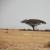 Geografia Tanzanii: rzeźba terenu, klimat, ludność, parki narodowe Język państwowy Tanzanii